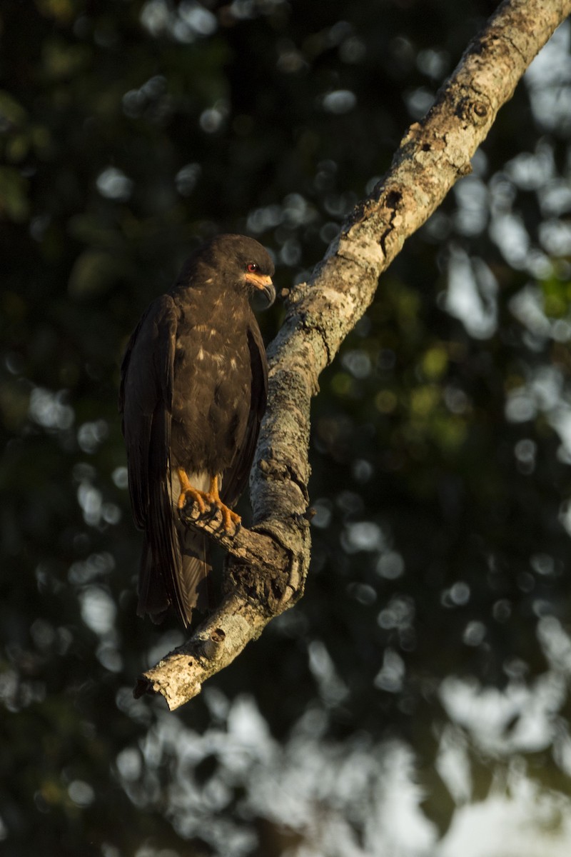 Snail Kite - Noelia Parola