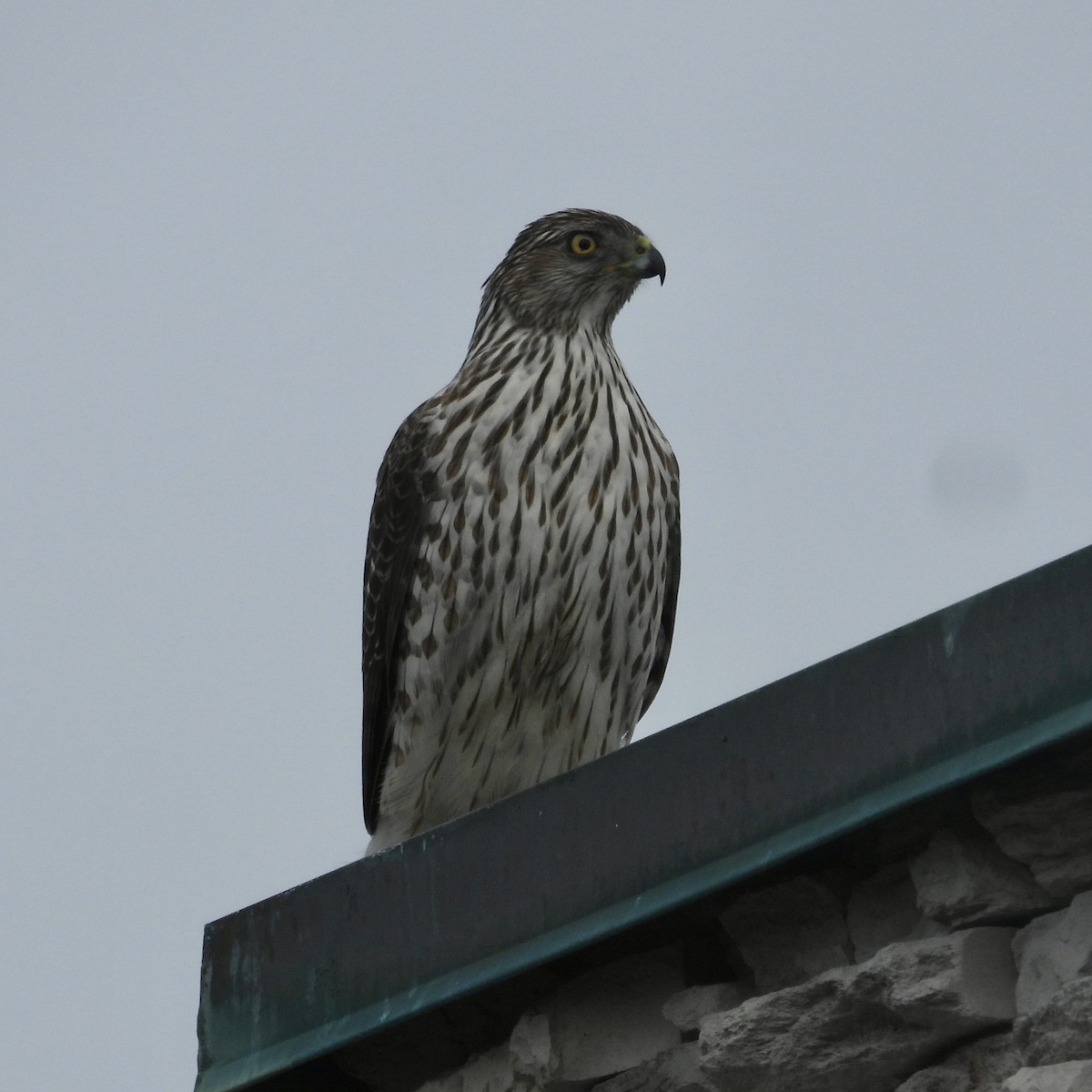 Cooper's Hawk - ML615009114