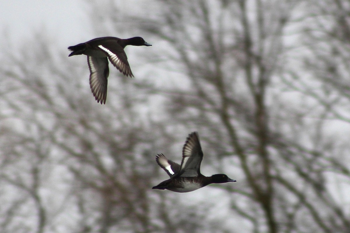 Tufted Duck - ML615009123