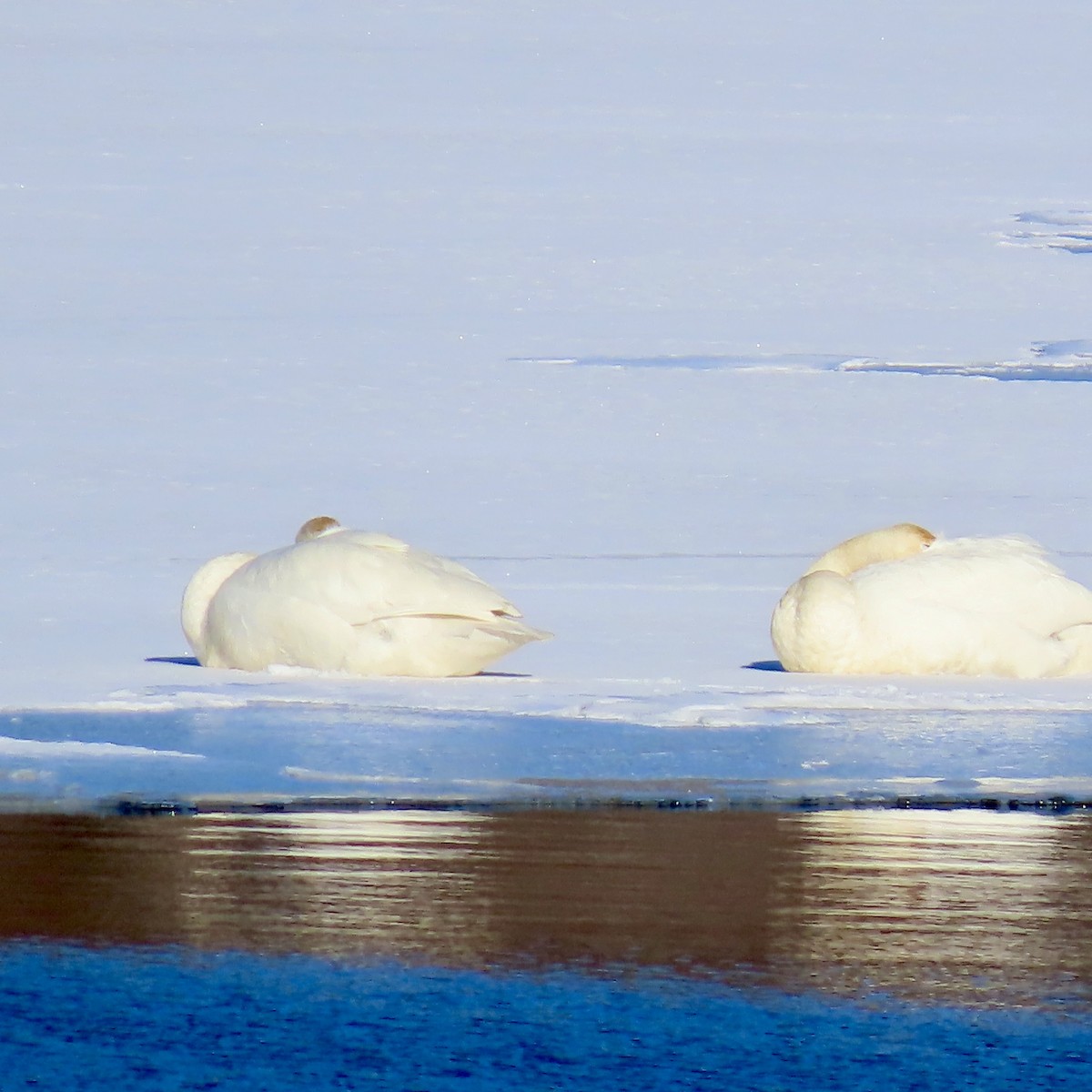 Trumpeter Swan - ML615009173