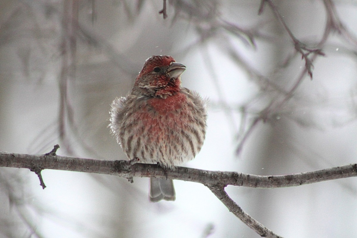 House Finch - ML615009177