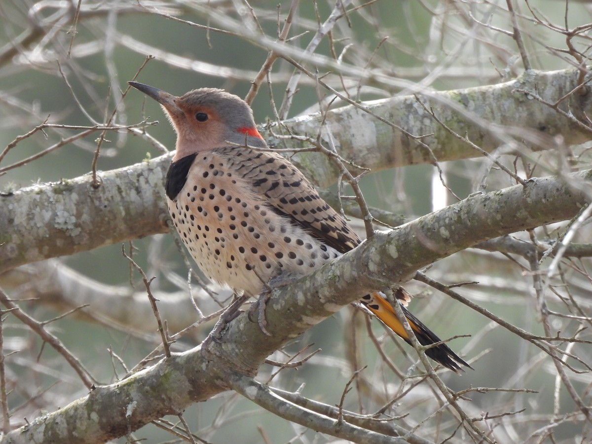 Northern Flicker - ML615009236