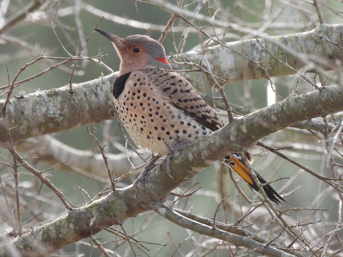 Northern Flicker - ML615009238