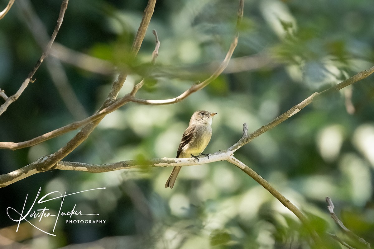 Least Flycatcher - ML615009296