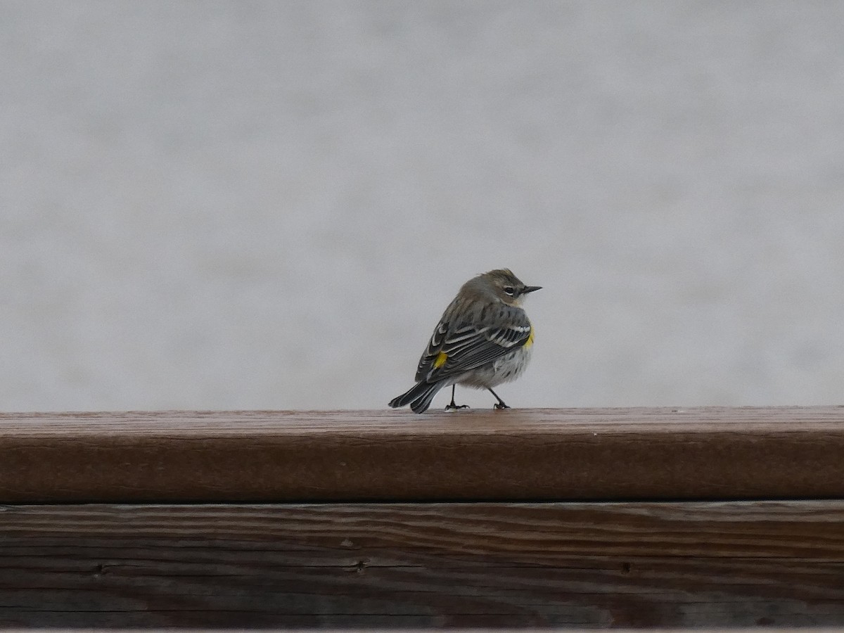 Yellow-rumped Warbler - Leigh McDougal