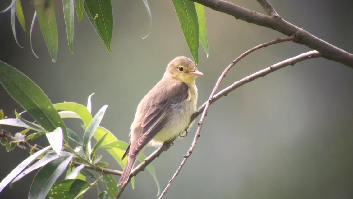 Icterine Warbler - ML615009308