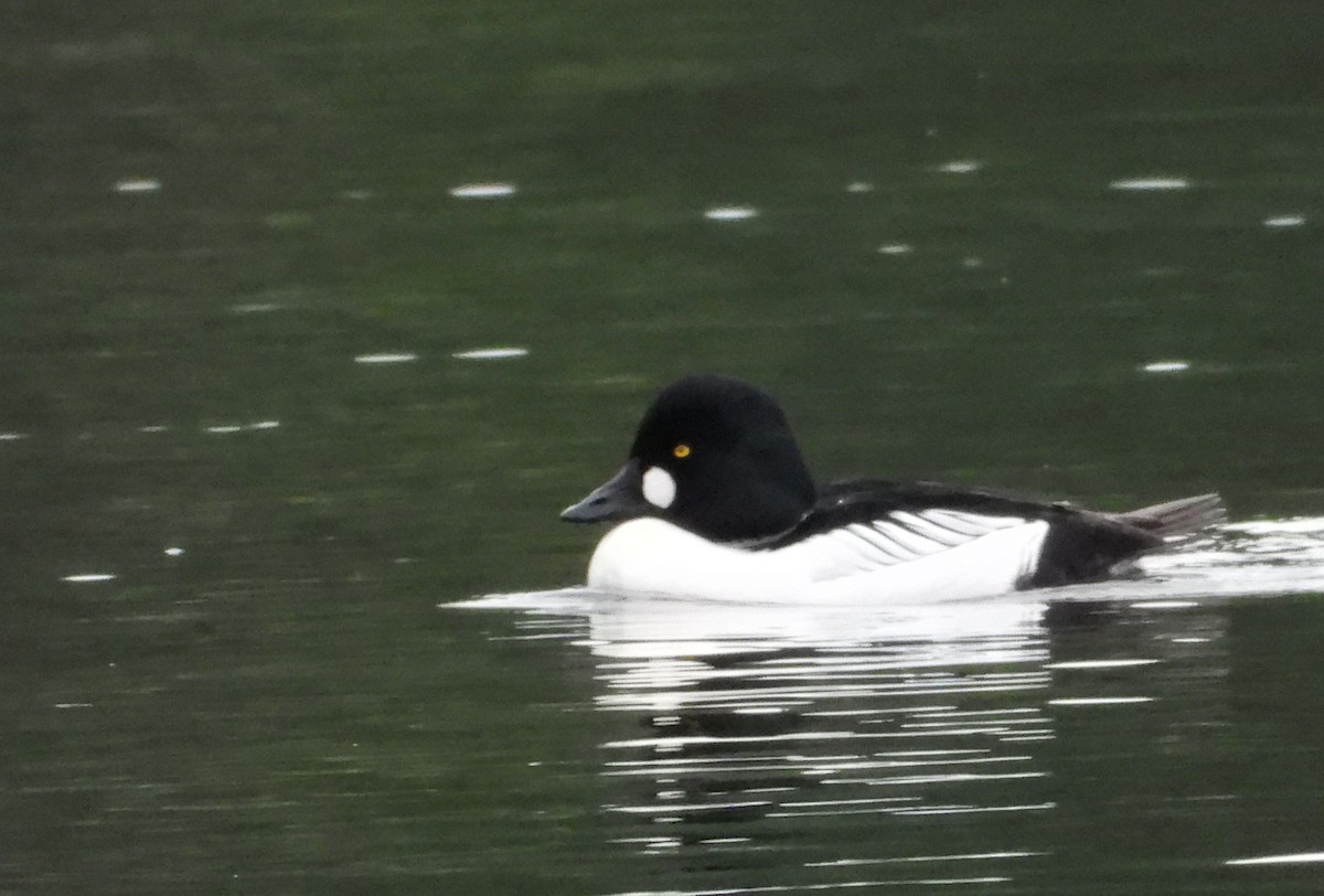Common Goldeneye - ML615009328