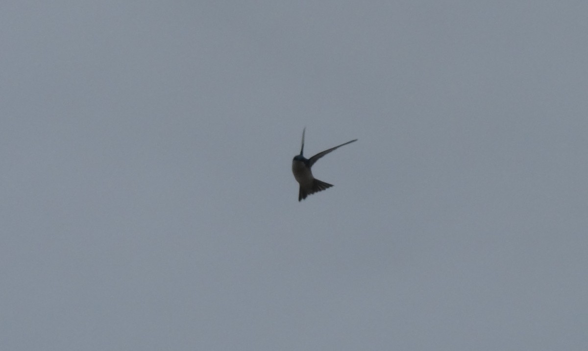 Tree Swallow - Leigh McDougal