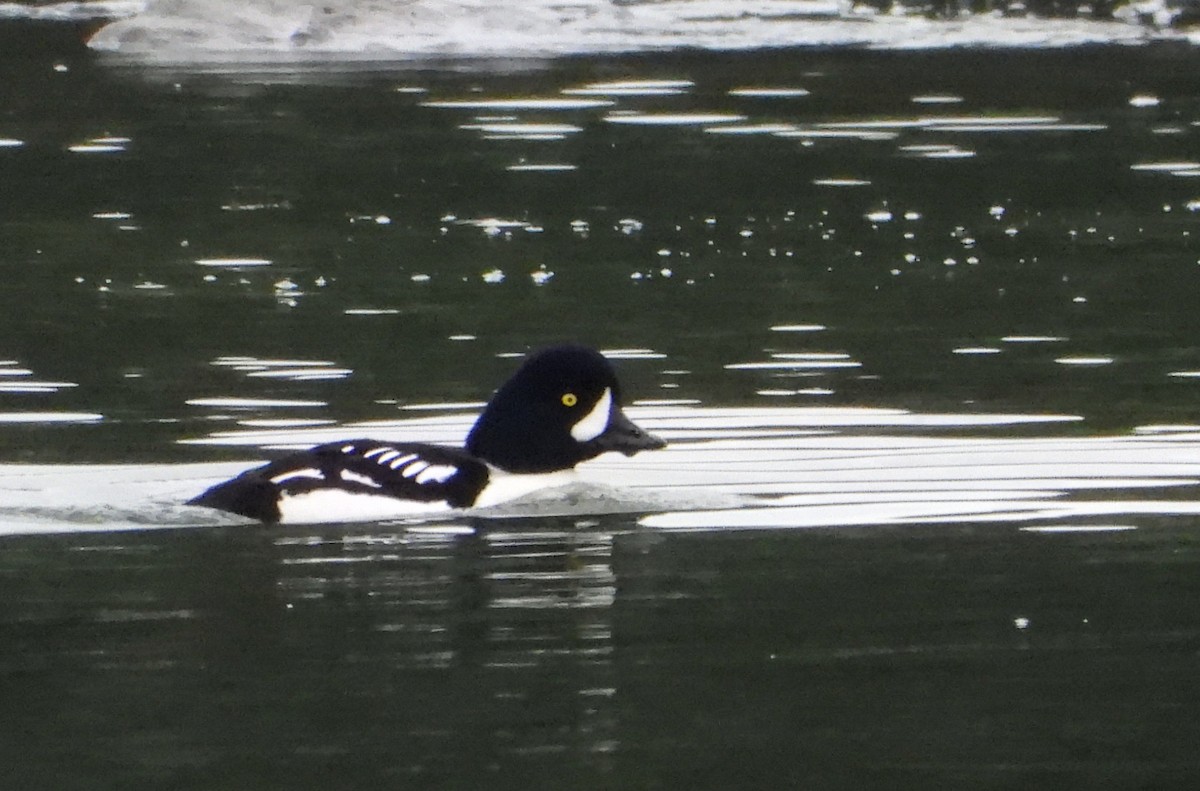 Barrow's Goldeneye - ML615009344