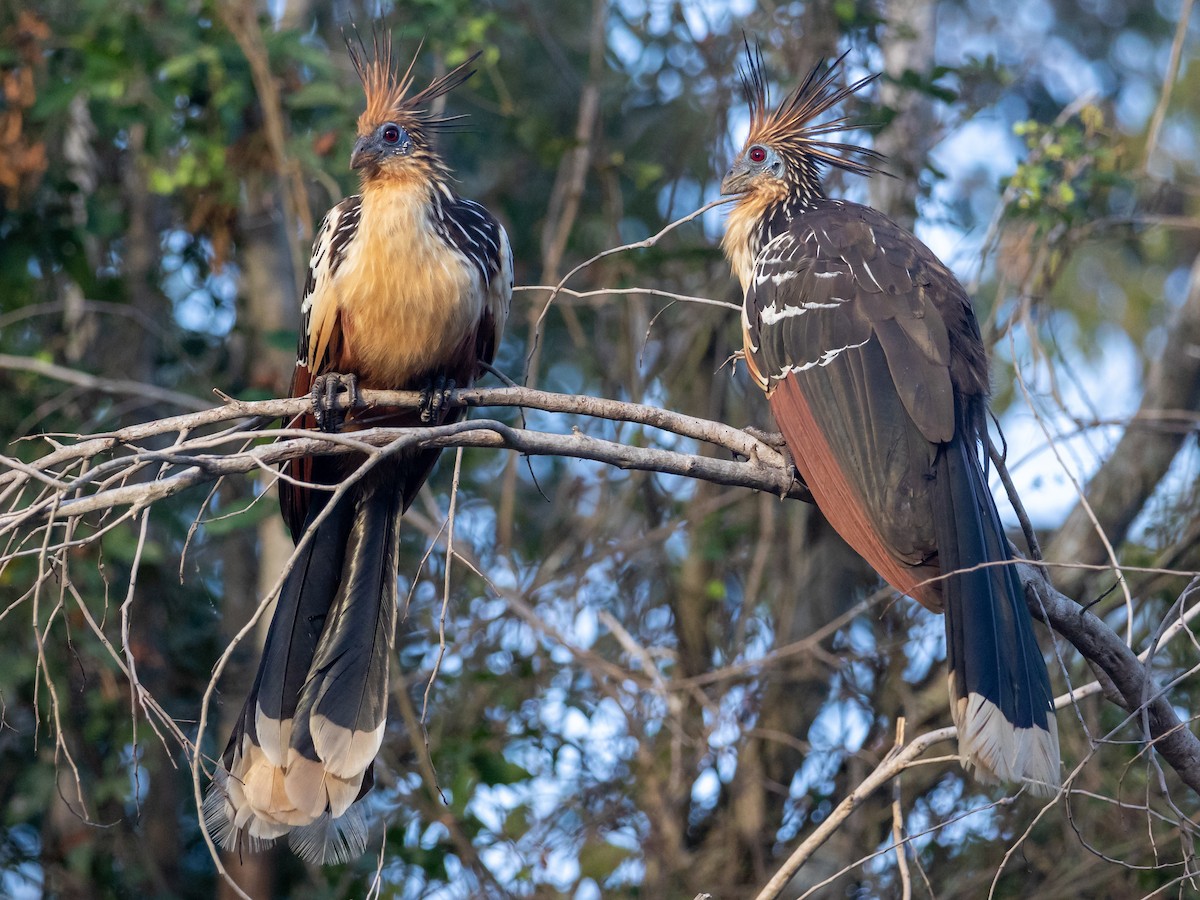 Hoatzin - ML615009353