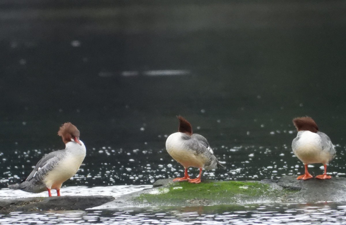 Common Merganser - ML615009355