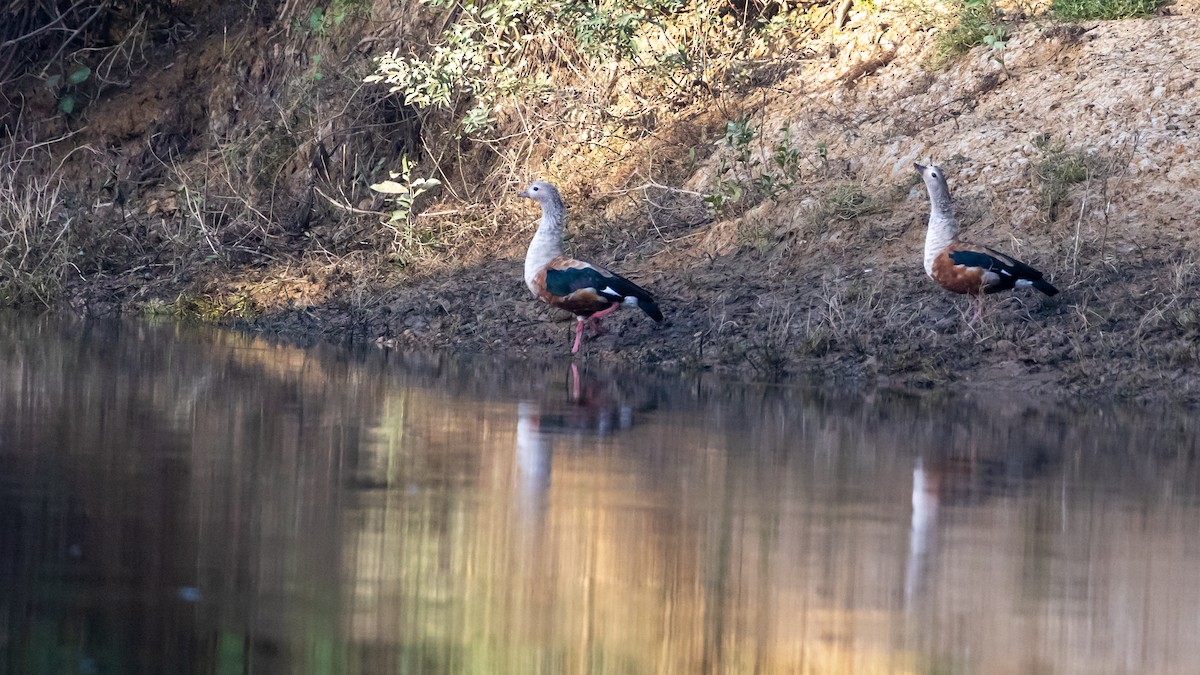 Orinoco Goose - ML615009361