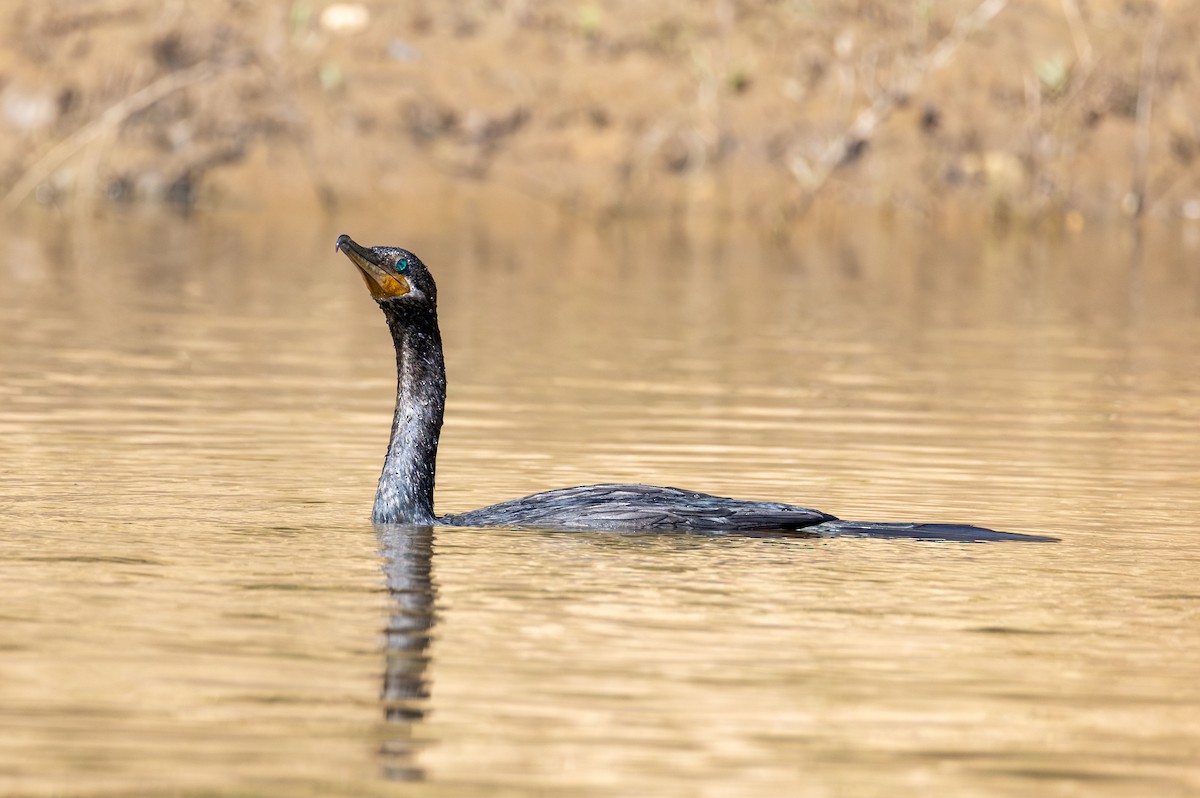 Neotropic Cormorant - ML615009375