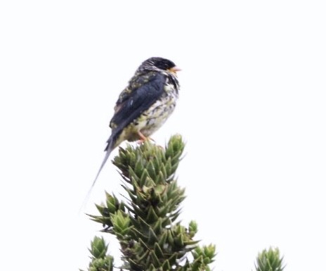 Swallow-tailed Cotinga - Rubélio Souza