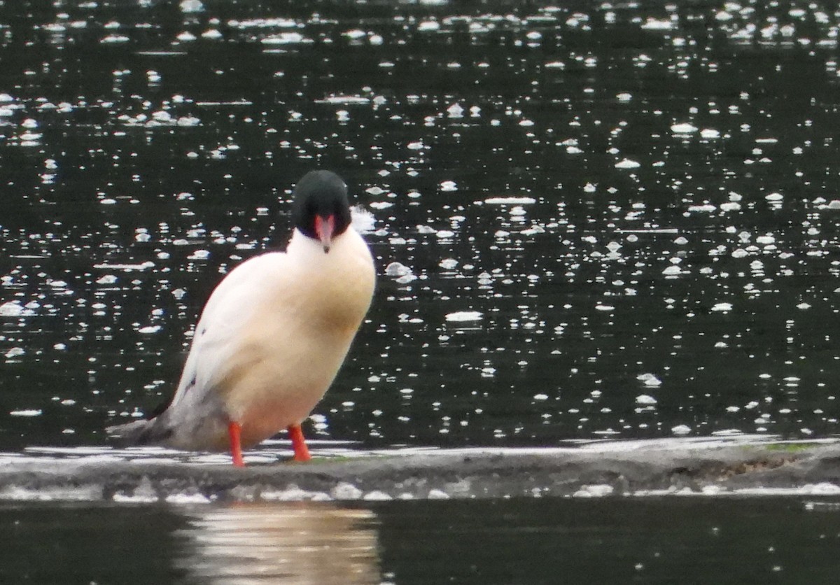 Common Merganser - ML615009432