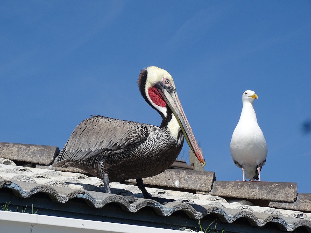 pelikán hnědý - ML615009441