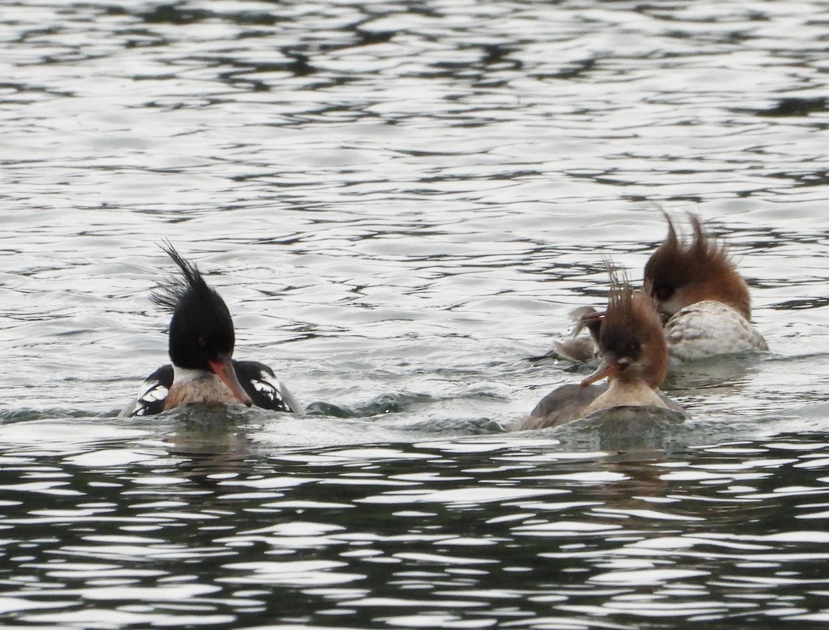 Red-breasted Merganser - ML615009455