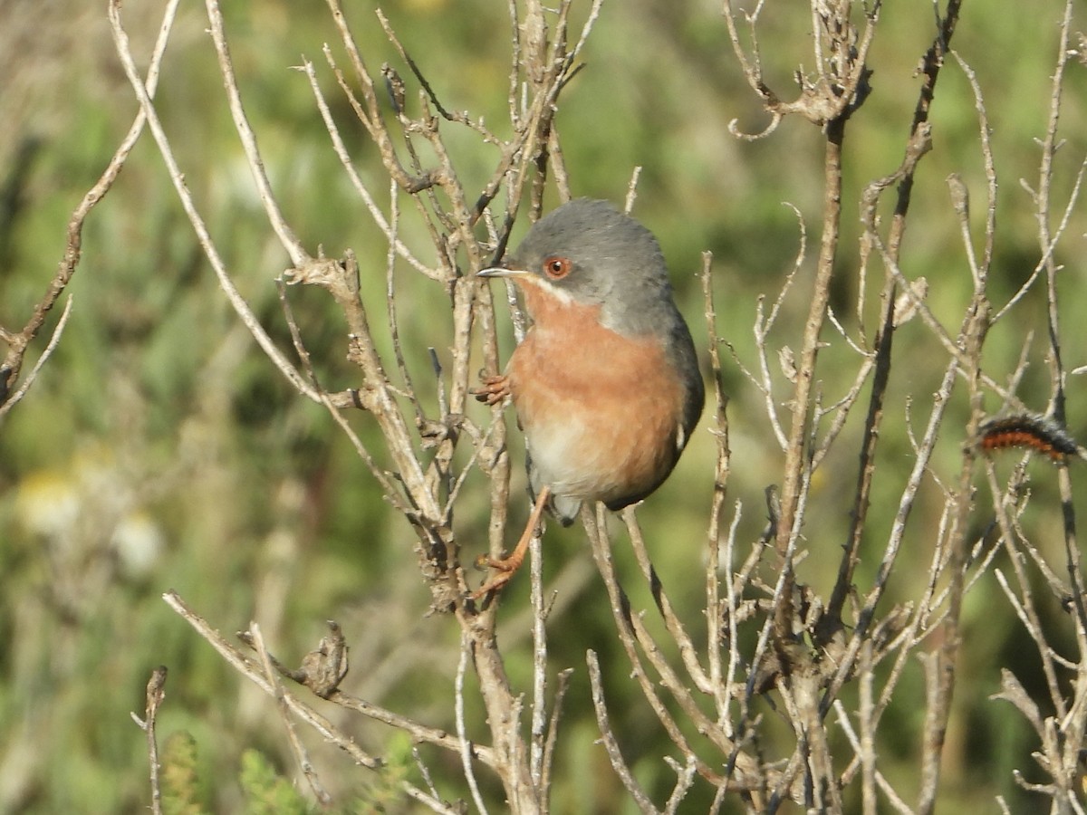 Western Subalpine Warbler - Jose Manuel Reyes Paez