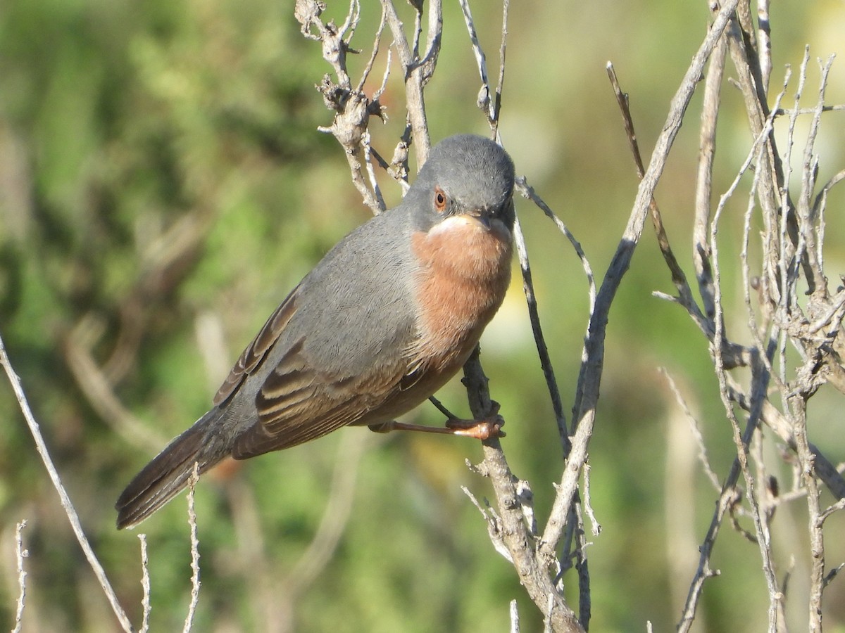 Western Subalpine Warbler - Jose Manuel Reyes Paez