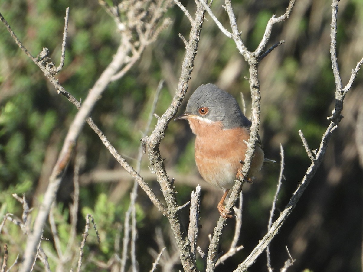 Western Subalpine Warbler - Jose Manuel Reyes Paez