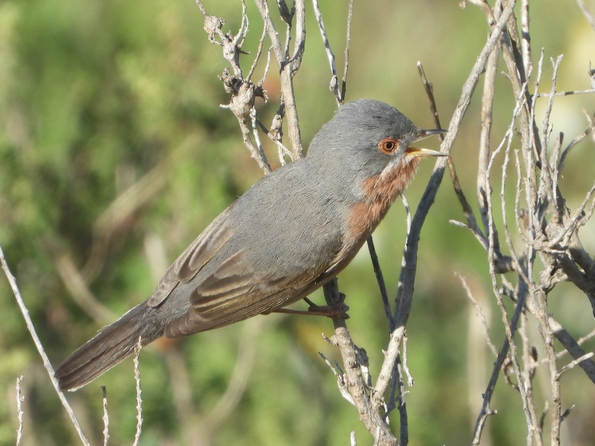 Western Subalpine Warbler - Jose Manuel Reyes Paez