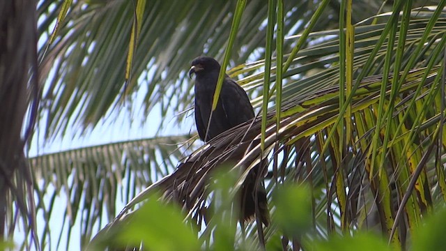 Snail Kite - ML615009525