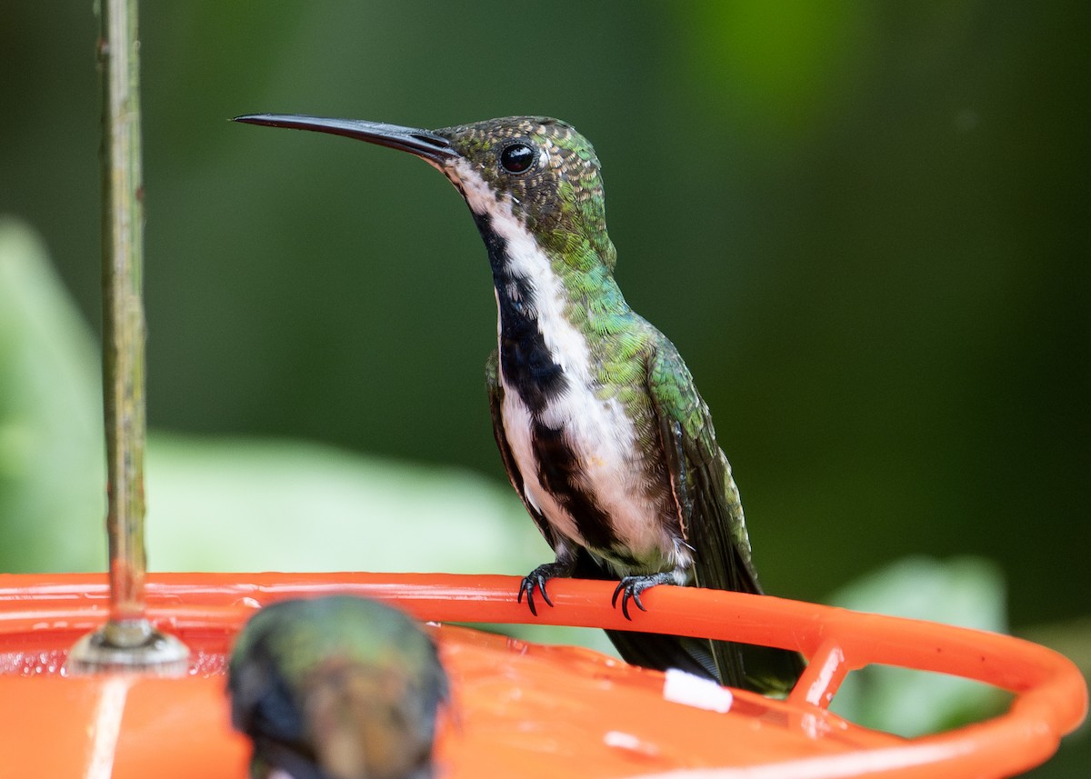 kolibřík tropický - ML615009590