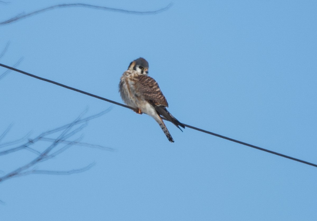 American Kestrel - ML615009593