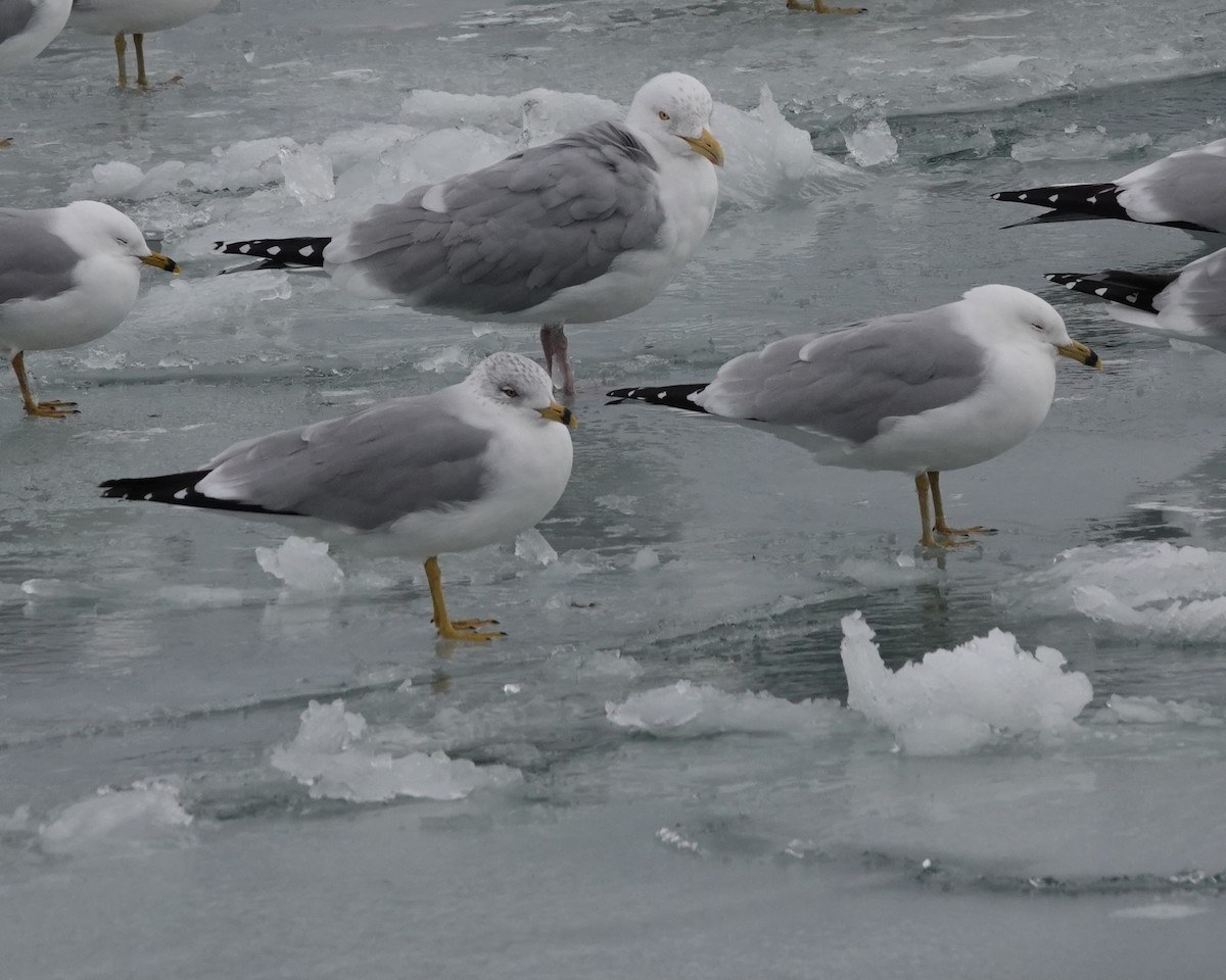 Ring-billed Gull - Tom & Jenny Jackman