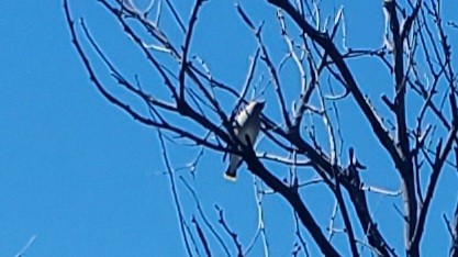 Cedar Waxwing - ML615009611