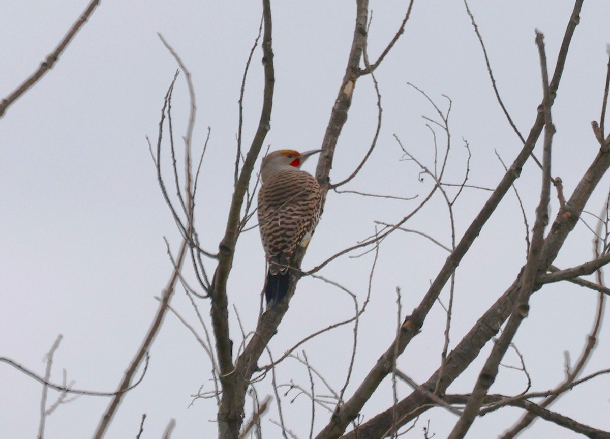 Northern Flicker - ML615009629