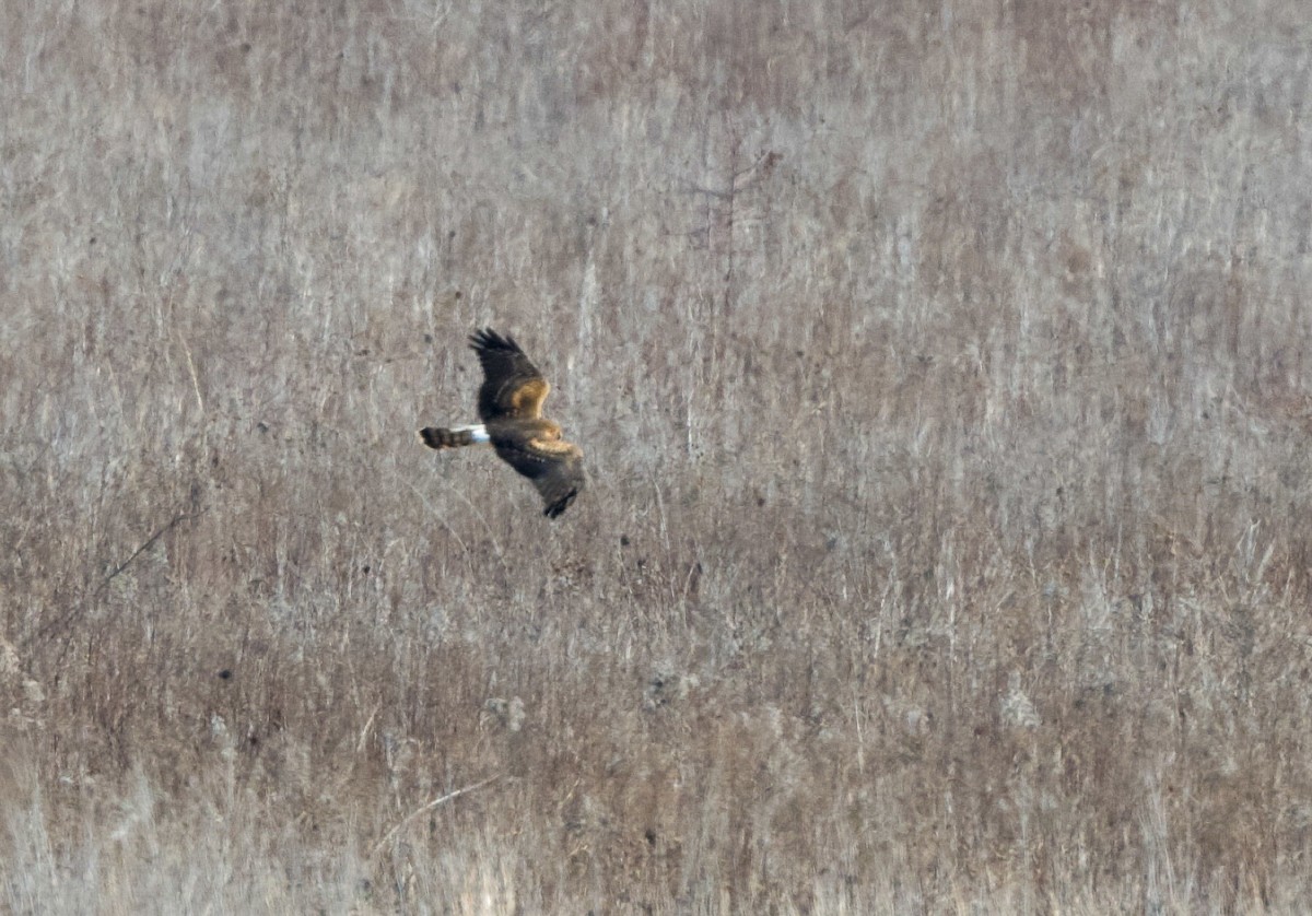 Northern Harrier - ML615009633