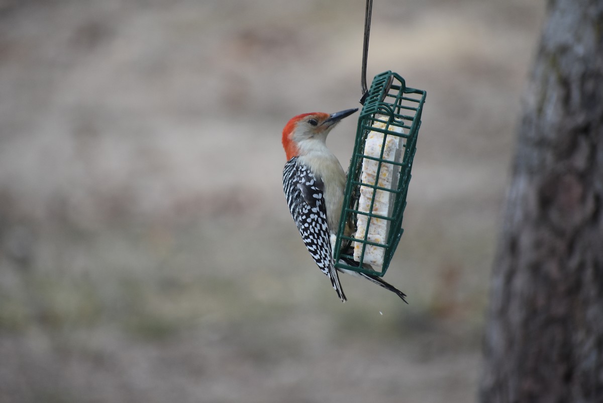 Red-bellied Woodpecker - ML615009651