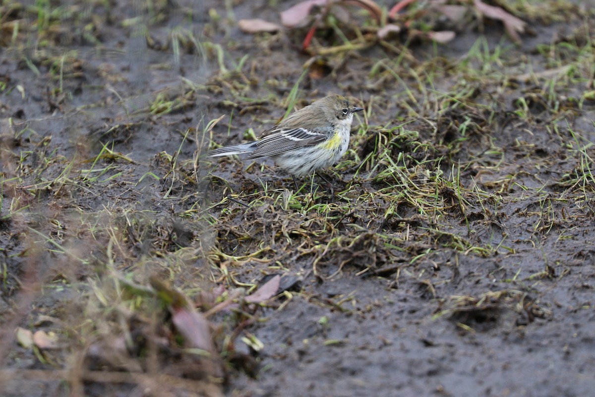 Yellow-rumped Warbler (Myrtle) - ML615009663