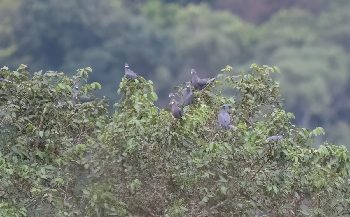 Pigeon à queue barrée (groupe albilinea) - ML615009673