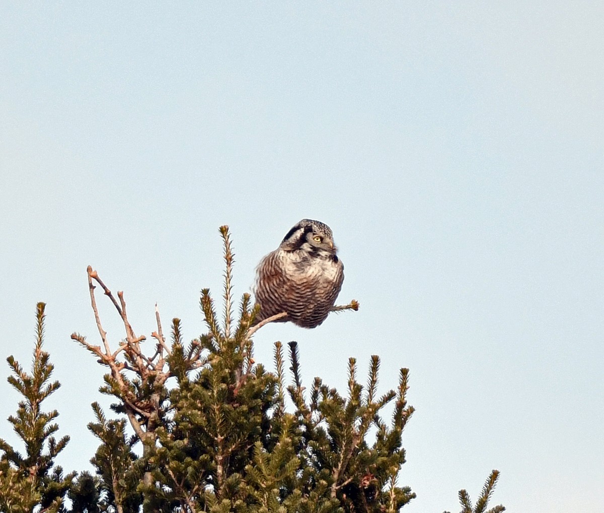 Northern Hawk Owl - Steve Bennett