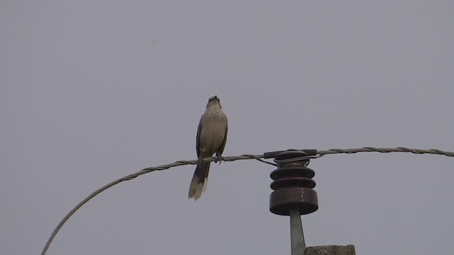 Chalk-browed Mockingbird - ML615009820