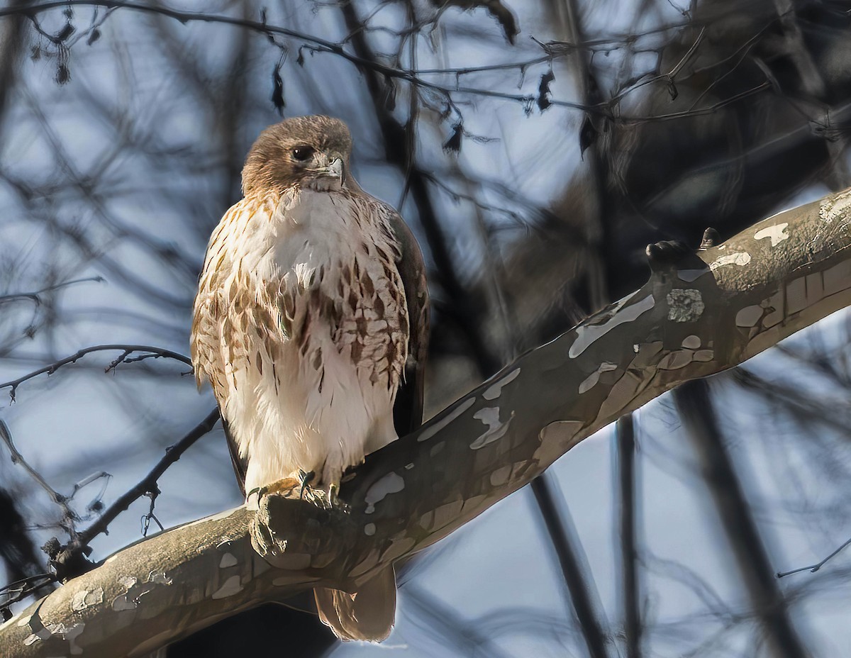 Red-tailed Hawk - ML615009837