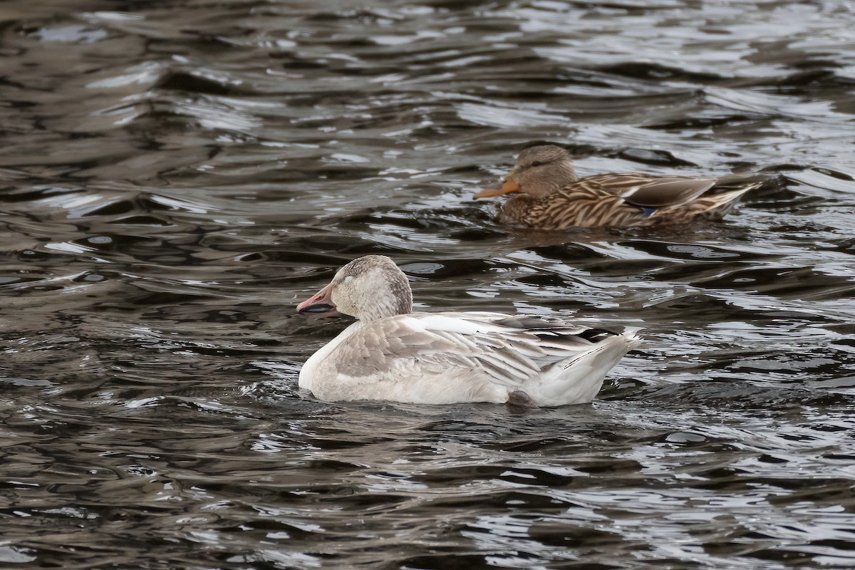 Snow Goose - ML615009877