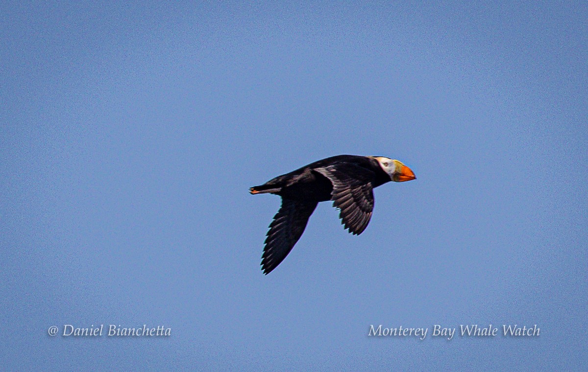 Tufted Puffin - ML615009884