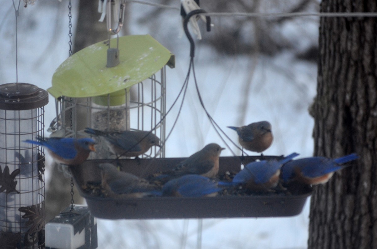 Eastern Bluebird - ML615009937