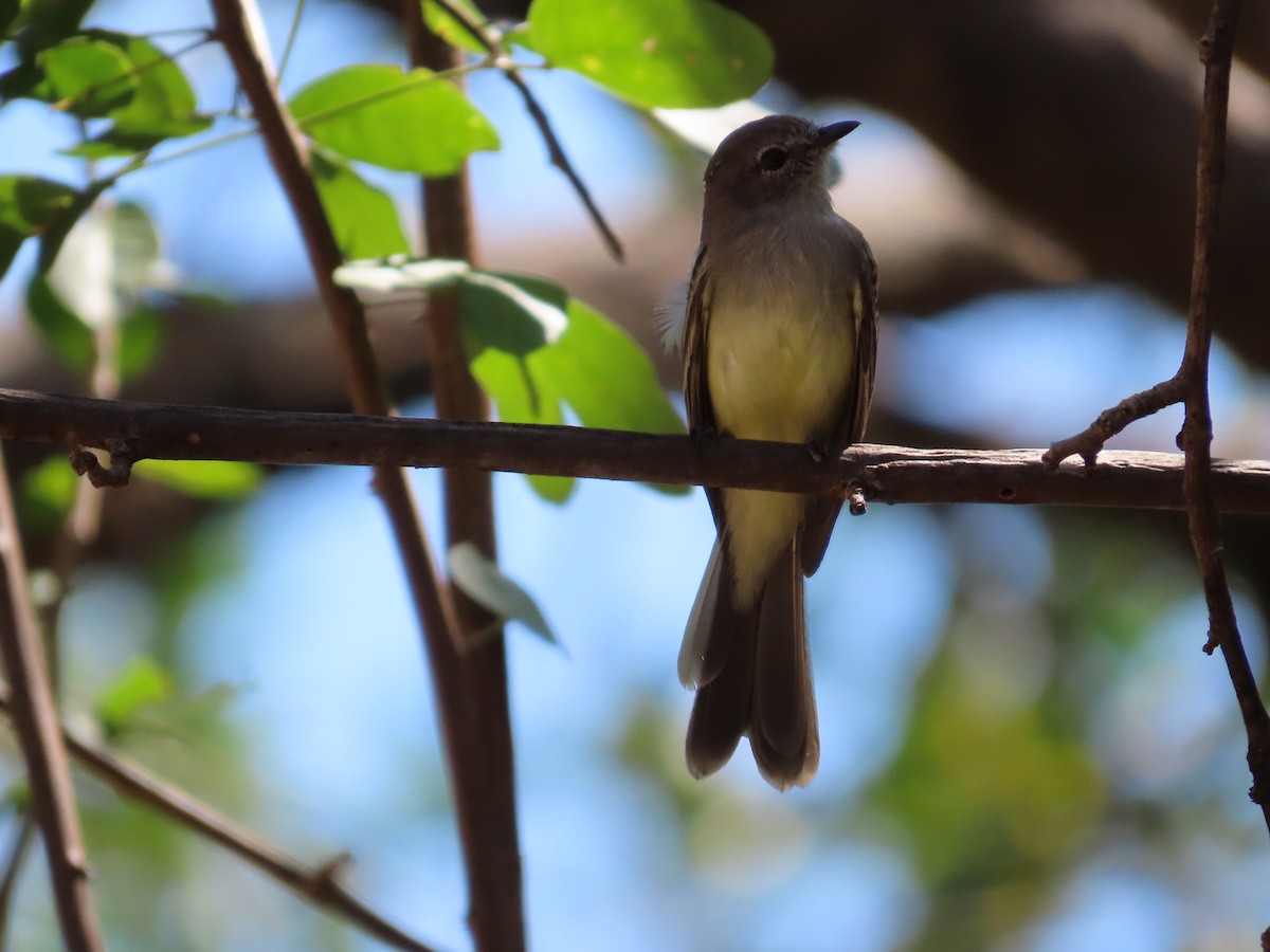 Northern Scrub-Flycatcher - David Huff