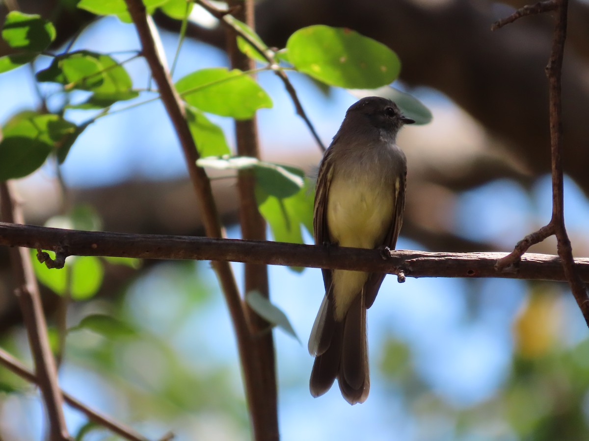 Northern Scrub-Flycatcher - David Huff