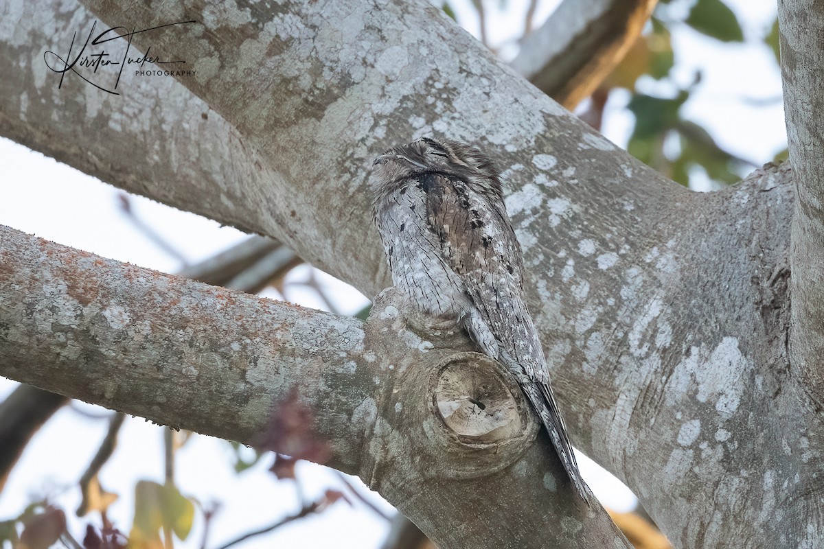 Northern Potoo - ML615009988