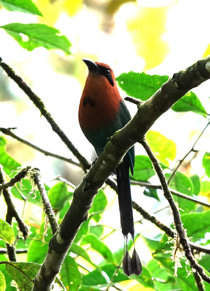 Rufous Motmot - ML615010029