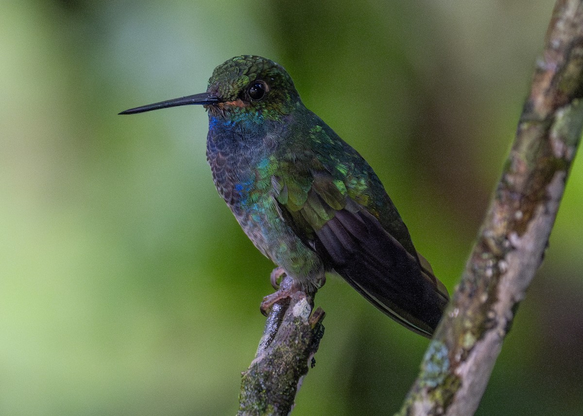 Green-backed Hillstar - ML615010054