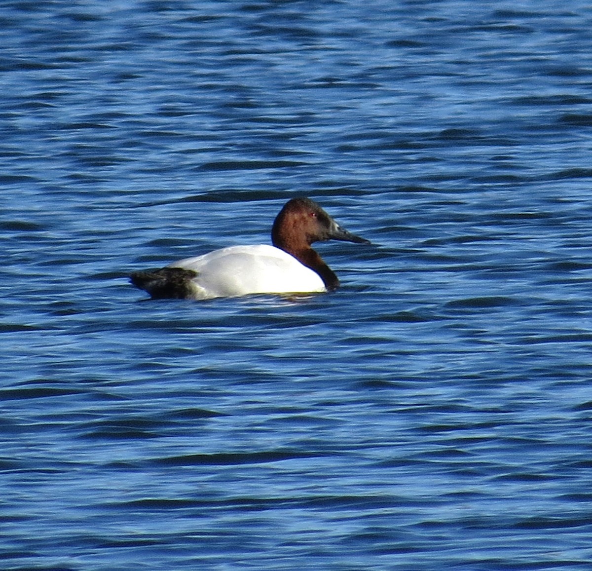 Canvasback - ML615010074