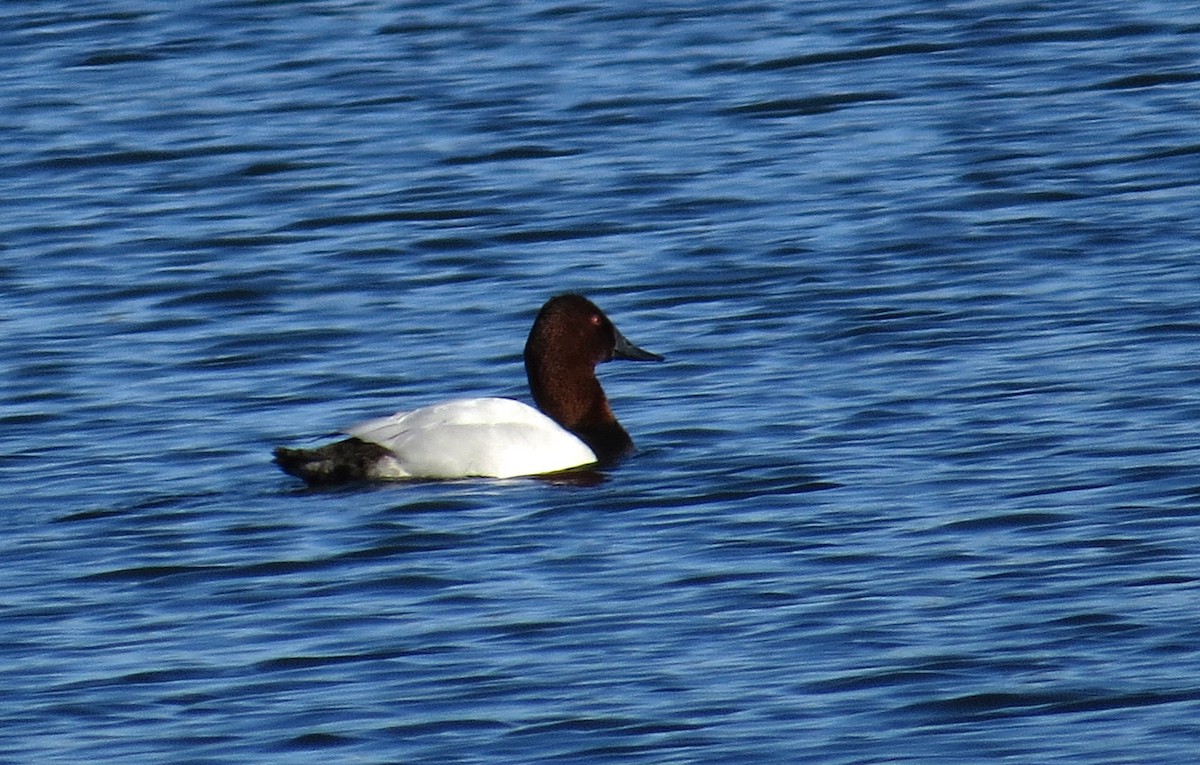 Canvasback - ML615010075