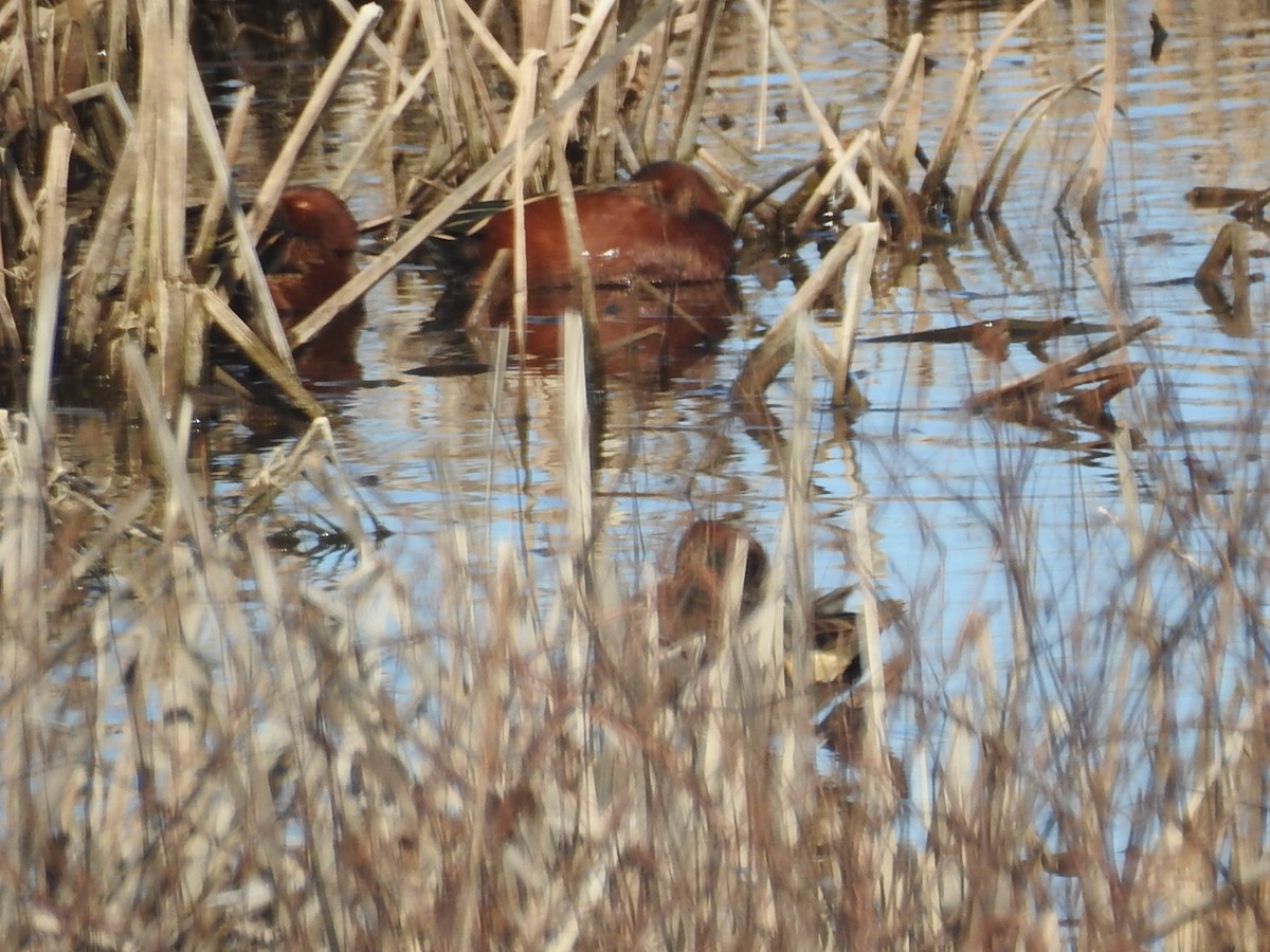 Cinnamon Teal - ML615010334