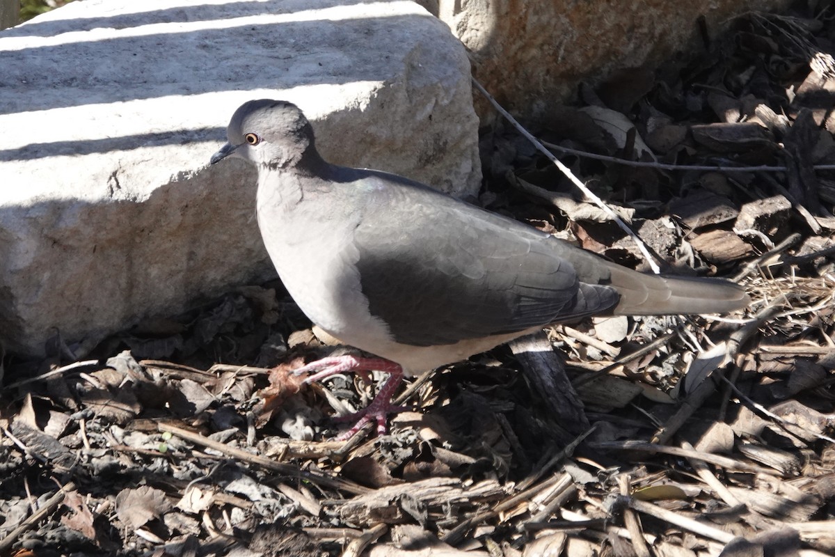 White-tipped Dove - ML615010342